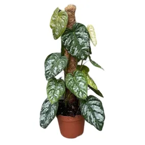 55 - 75cm Philodendron Brandtianum Wild Form Silver on Mosspole 17cm Pot House Plant