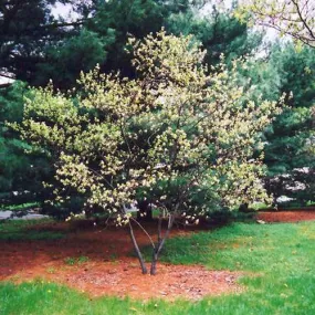 Amelanchier x grandiflora Ballerina