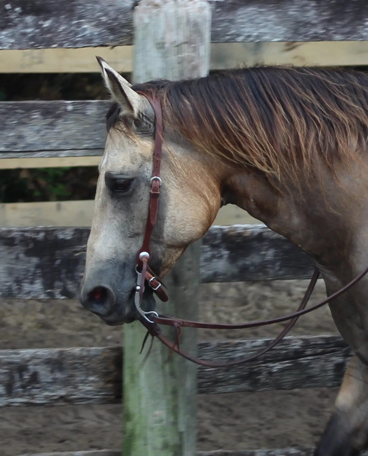 Cowboy Split Ear Headstall