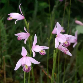 Rose Pogonia