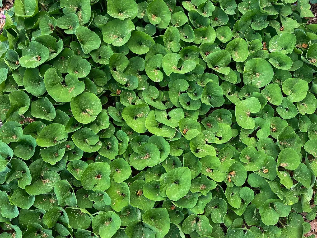 Wild Ginger - Asarum canadense