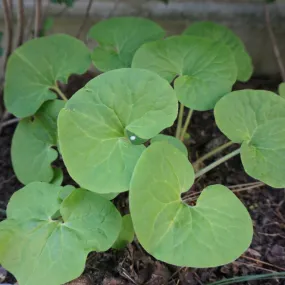 Wild Ginger - Asarum canadense