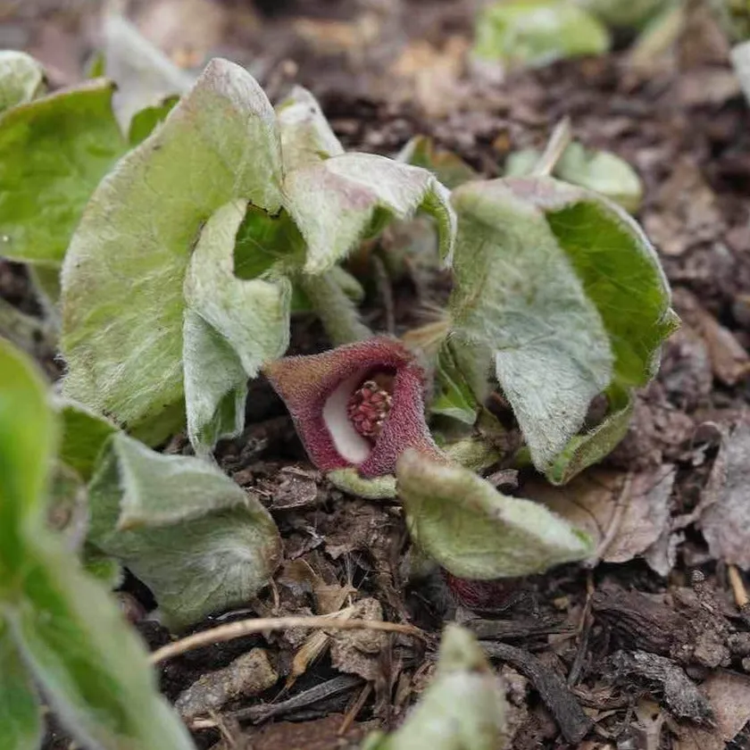 Wild Ginger - Asarum canadense