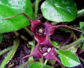 Wild Ginger – bundle of 5 bareroot plants