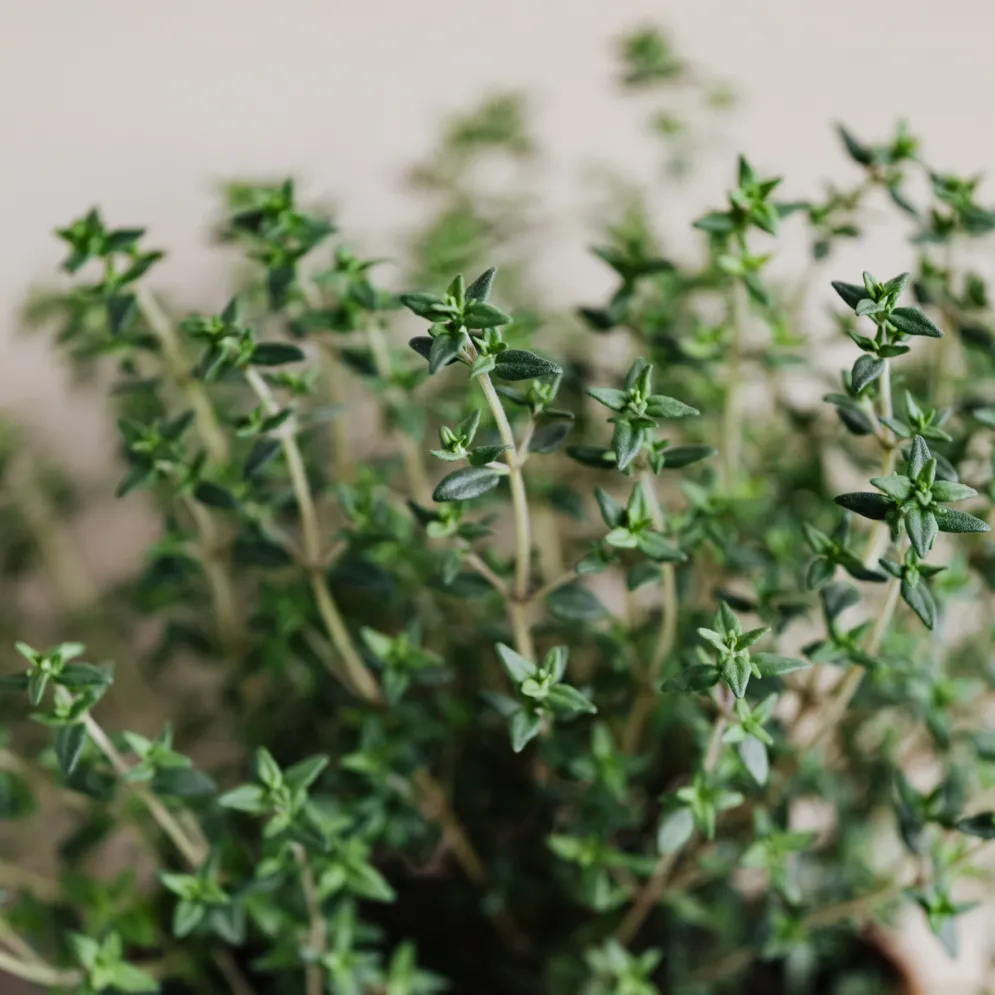 Wild Mountain Thyme Miniature